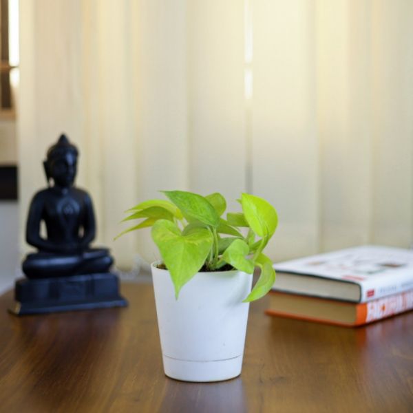 Money Plant Golden in White Plastic with Selfsustain Round Pot