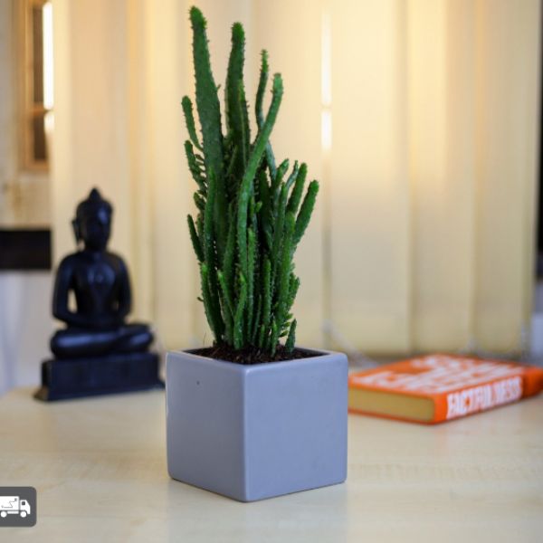 Cactus Nagfani in Square Ceramic Grey Pot