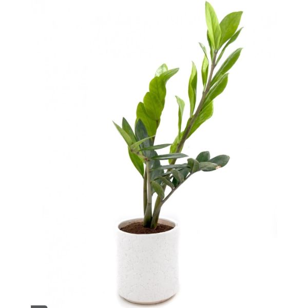 ZZ Plant - Small