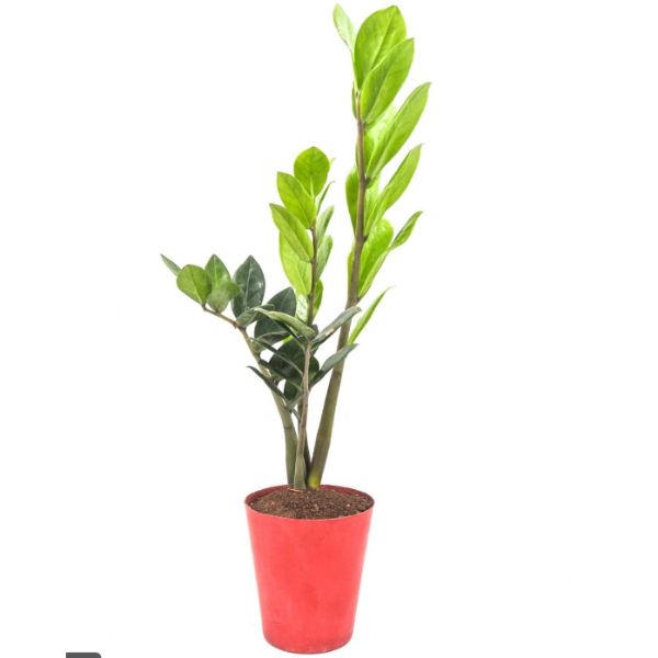 ZZ Plant - Small