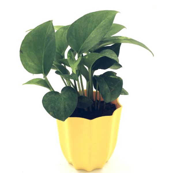 Money Plant, scindapsus (Green)