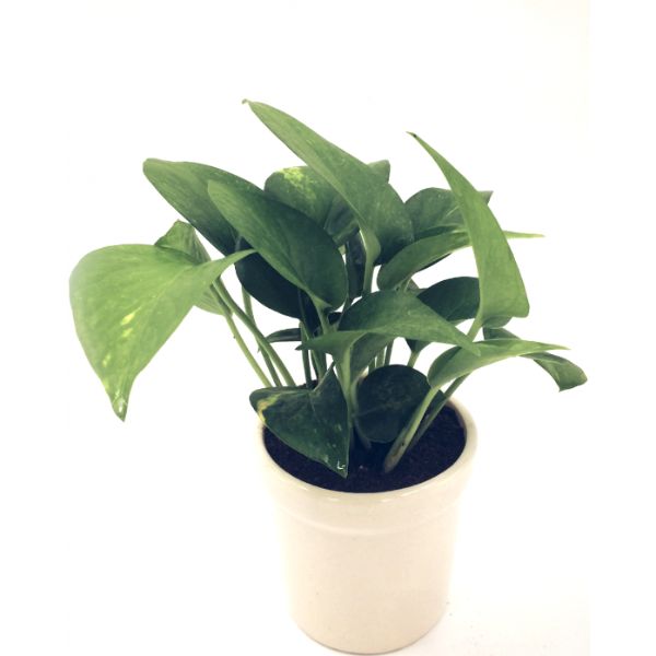Money Plant, scindapsus (Green)