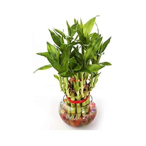 Real Nature 2 layer lucky bamboo plant with round glass bowl and colored jelly balls 