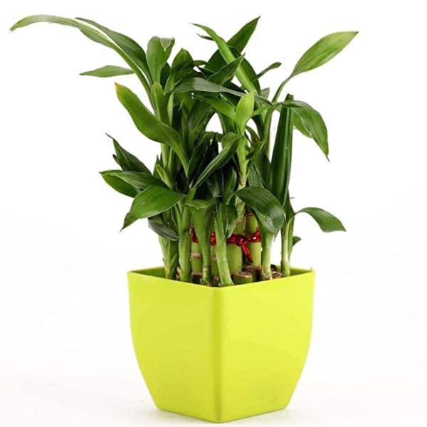 2 Layer Bamboo Plant Indoor with Pot 